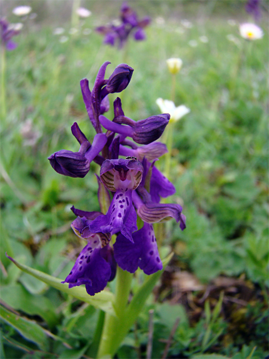 Orchis morio...e altre